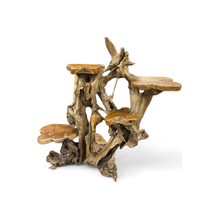 Teak Root Display (1A) - Broward Design Center