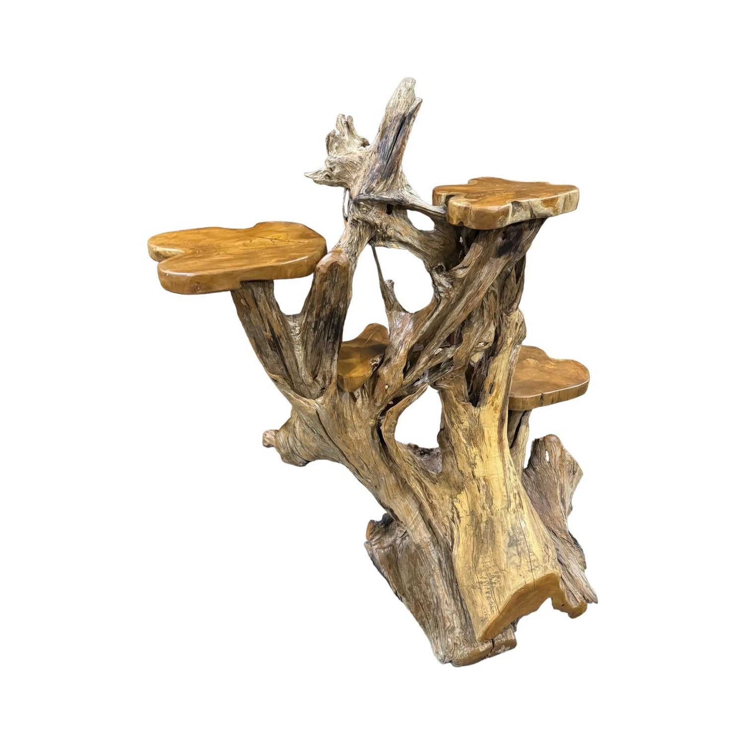 Teak Root Display (1A) - Broward Design Center