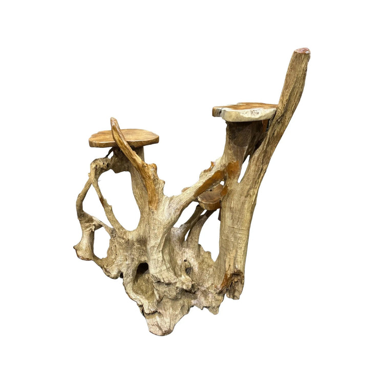 Teak Root Display (3A) - Broward Design Center