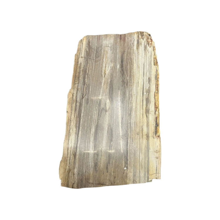 Petrified Wood Side Table Broward Design Center