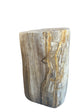 Petrified Wood Stump (M) The Broward Design Center