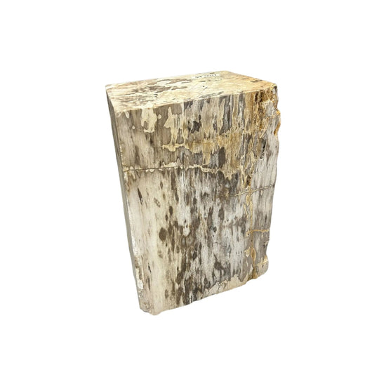 Petrified Wood Broward Design Center