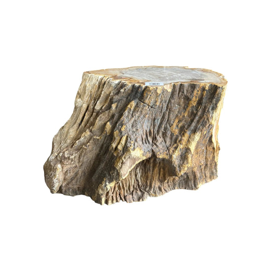 Petrified Wood Stump Broward Design Center