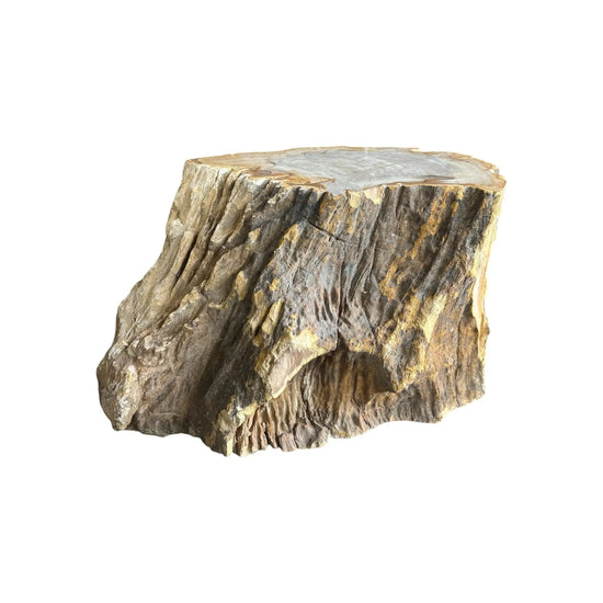 Petrified Wood Stump Broward Design Center