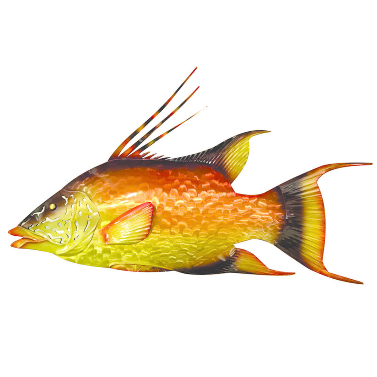 Vibrant hogfish, additional view 2